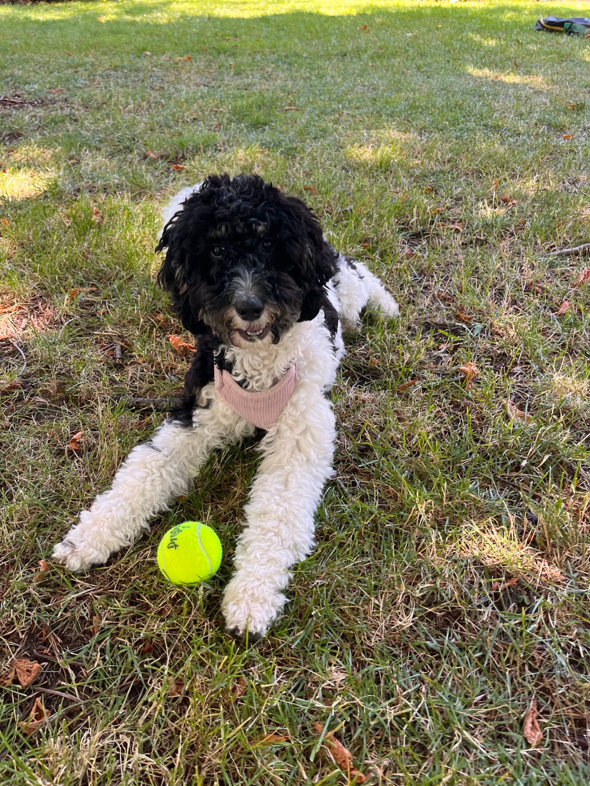 Image – 2024-07-17T120843.399